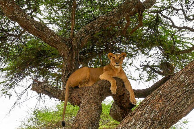 6 Days Tanzania Bush Experience Safari - Day 4 Full Serengeti Day: Lions, Cheetah, Elephants, and Giraffes