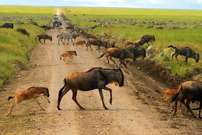 6 Days Tanzania Bush Experience Safari - Day 5 Ngorongoro Crater: The Ark of Noah and an Overnight Inside