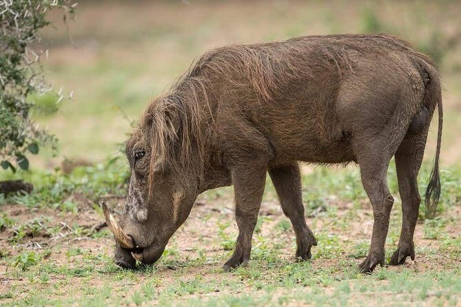 6 Days Tanzania Luxury Safari Tour - Day 3 at Serengeti: early start plus another full day
