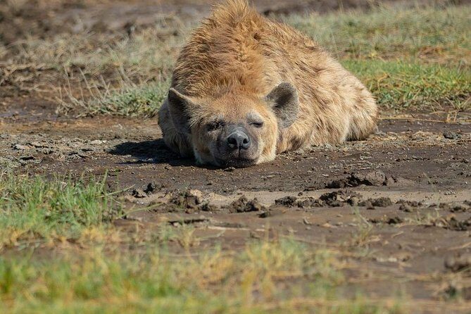 6 Days Tanzania Luxury Safari Tour - Day 5: a full Ngorongoro Crater day, then onward toward Tarangire