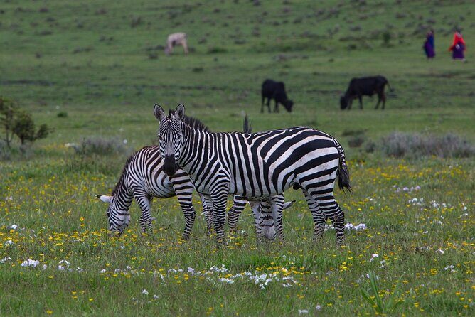 6 Days Tanzania Northern Circuit Safari - Northern Serengeti days: how you get more than one type of wildlife
