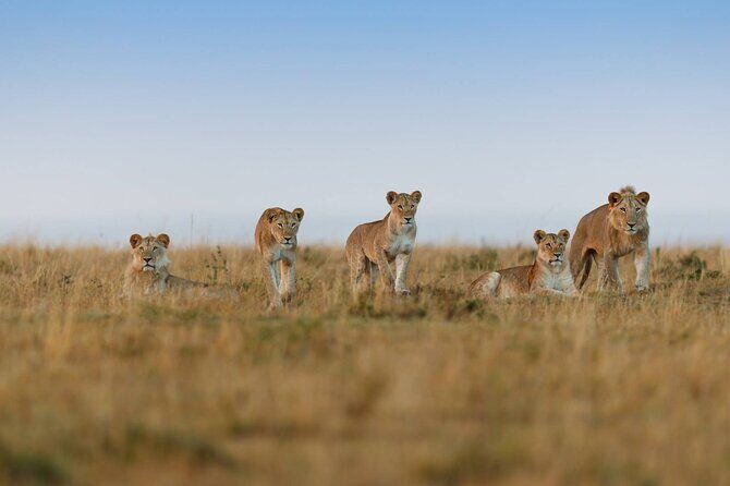 6 Days Tanzania Northern Circuit Safari - Mara River Crossing day: the epic moment, with real-world timing