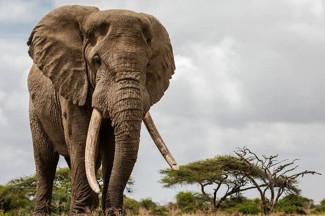 6 Days Tanzania Northern Circuit Safari - Central Serengeti and the sundowner: resetting your eyes