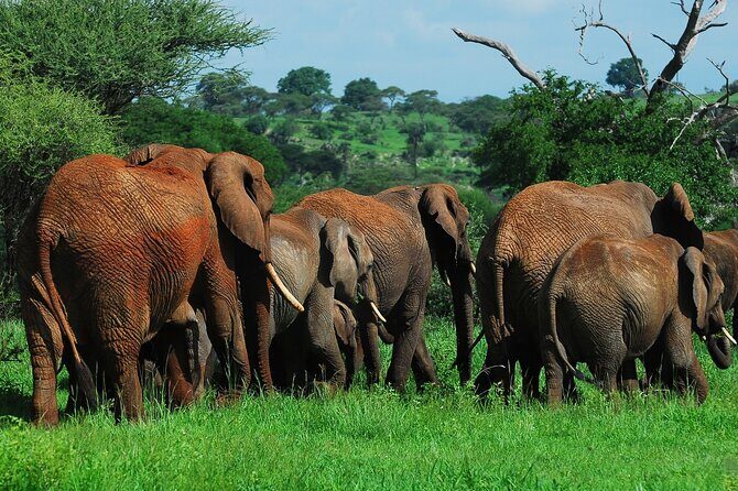 6 Days Tanzania Northern Circuit Safari - Serengeti via Ngorongoro: setting up your migration chase