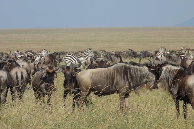 6 Days Tanzania Wildlife Safari Tour - A 6-Day Circuit Through Tanzania’s Best Wildlife Zones