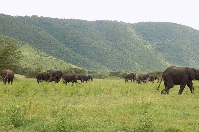 6 Days Tanzania Wildlife Safari Tour - Day 1 in Tarangire National Park (130 km): Elephants and Baobabs First