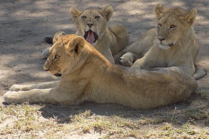 6 Days Tanzania Wildlife Safari Tour - Day 2 Lake Manyara National Park (50 km): Forest Edges and Water-Linked Wildlife