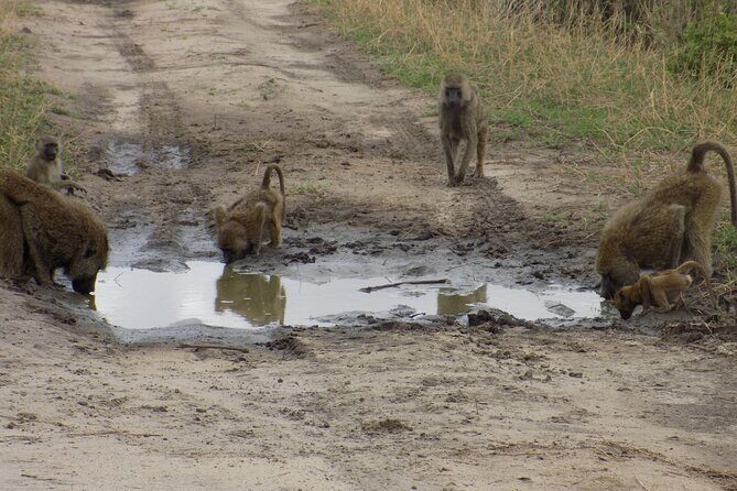 6 Days Tanzania Wildlife Safari Tour - Days 3 and 4 Serengeti National Park (145 km): When More Time Actually Helps