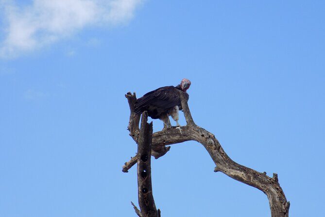 6 Days Tanzania Wildlife Safari Tour - Day 5 Serengeti to Ngorongoro Crater (145 km): A Different Kind of Viewing