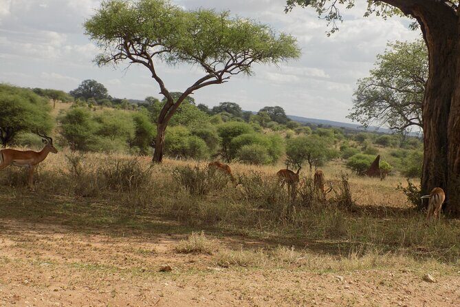 6 Days Tanzania Wildlife Safari Tour - Day 6 Ngorongoro Crater to Arusha (210 km): Close the Loop With an Airport Exit