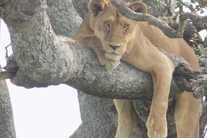 6 Days Tanzania Wildlife Safari Tour - Starting at 7:30 am: Private Transport Meets Camping Nights