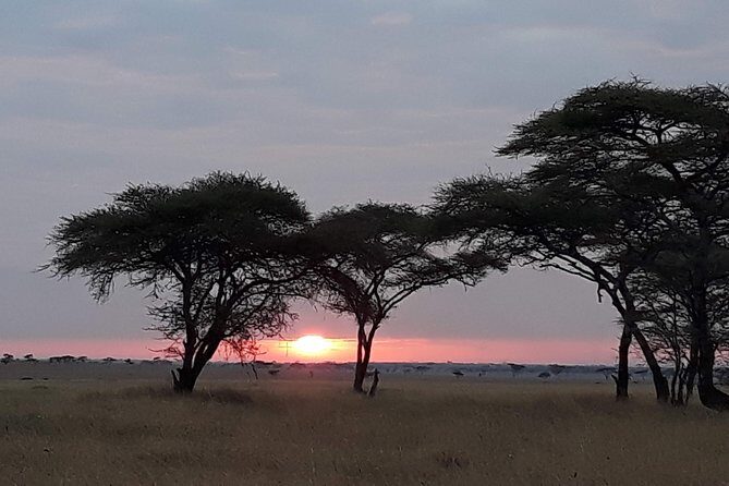 6 Days Tarangire,Serengeti, Ngorongoro & Manyara Mid-range Camping Safari Tour - Day 6 Lake Manyara: tree-climbing lions, bird life, and the lakeside viewpoint