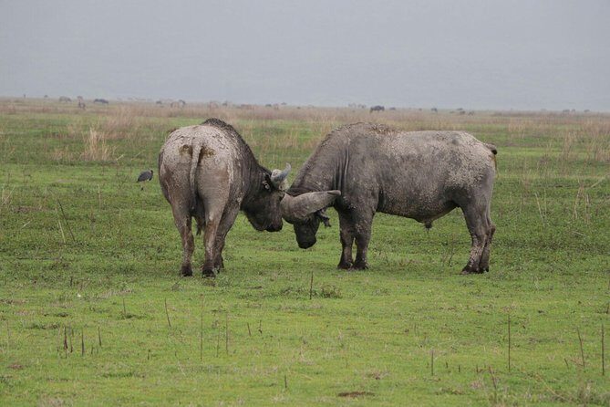 6 Days Tarangire,Serengeti, Ngorongoro & Manyara Mid-range Camping Safari Tour - How the mid-range camping style affects your comfort (and your memories)