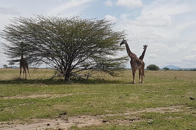 6 Days Tarangire,Serengeti, Ngorongoro & Manyara Mid-range Camping Safari Tour - Guides and group size: why it matters more than you think