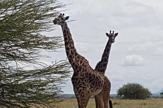 6 Days Tarangire,Serengeti, Ngorongoro & Manyara Mid-range Camping Safari Tour - Price and value: what you’re really paying for