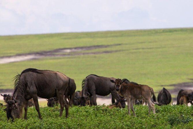 6 Days Tarangire,Serengeti, Ngorongoro & Manyara Mid-range Camping Safari Tour - Days 2–4 in central Serengeti: big cats, massive herds, and long but special drives