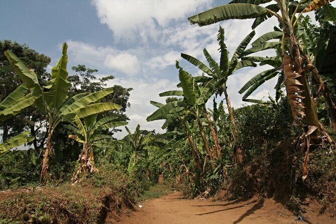 6 Days Trekking Marangu Route Mount Kilimanjaro - Why the Marangu Route can feel gentler (but still earns its badge)