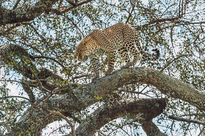 6-DayThe Best of Northern Tanzania Safari - Ngorongoro Crater: the steep descent, Big Five chances, and the logic of early viewing