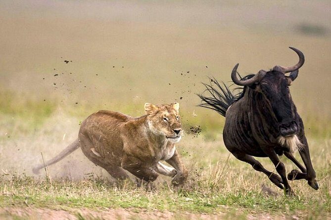 7 Day 6 nights Great Migration Classic Tanzania Safari - Northern Circuit in a Week: why this 7-day plan makes sense