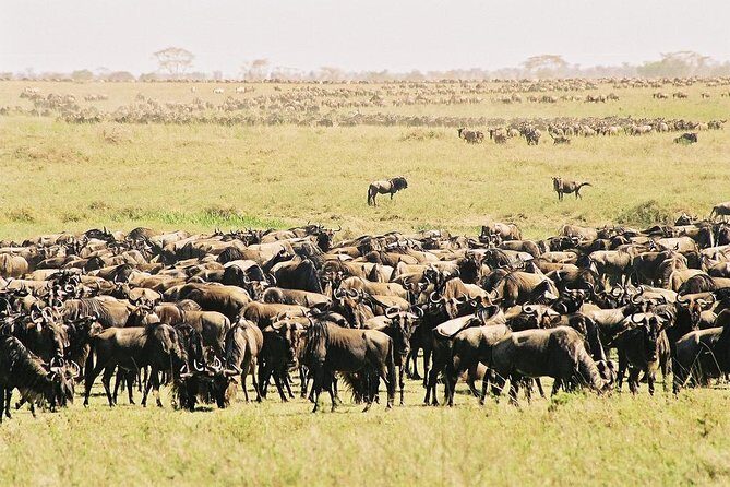7 Day 6 nights Great Migration Classic Tanzania Safari - Arusha start and Tarangire River country: where wildlife crowds make sense