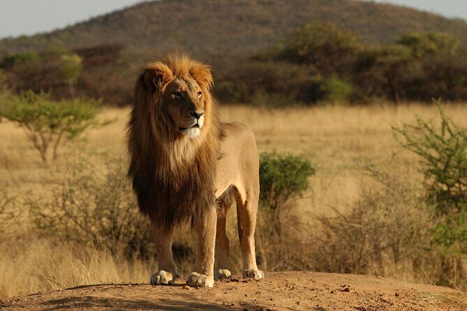 7 Day Grand Tanzania Safari - Big Five in Four Parks: Why This Week Works