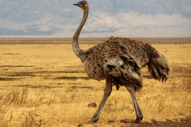 7 Day Grand Tanzania Safari - Days 3 and 4: Serengeti—Two Game Drives, One Serious Wildlife Factory