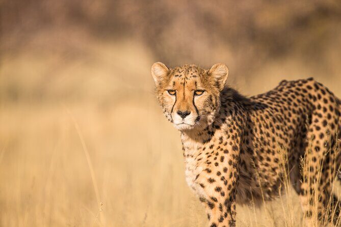 7 Day Grand Tanzania Safari - Day 5 Choice Moment: Hot Air Balloon (Extra) or Sunrise Game Drive