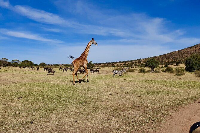7 Day Grand Tanzania Safari - Day 6: Ngorongoro Crater’s Big Five Day (The One Everyone Remembers)