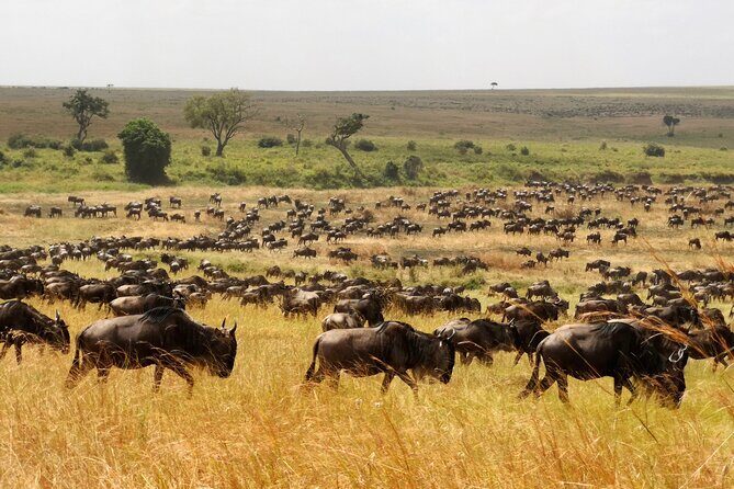 7 Day Grand Tanzania Safari - Day 7: Back to Arusha, With a Buffer for One Last Reset