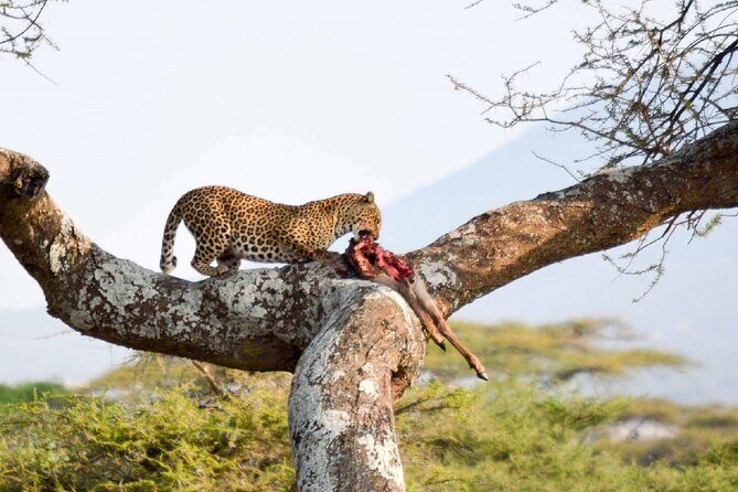 7-Day Great Migration Safari - Days 4 and 5 Serengeti: Two Full Days with Real Flex Time