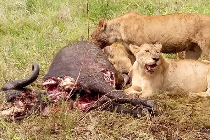 7-Day Group Camping Tarangire/Serengeti/Ngorongoro/lake Manyara - Day 7 Lake Manyara: flamingos, hot springs, and climbing tree lions