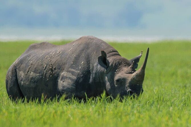 7-Day Group Camping Tarangire/Serengeti/Ngorongoro/lake Manyara - Camping life, meals, and how to get the best value from your guide
