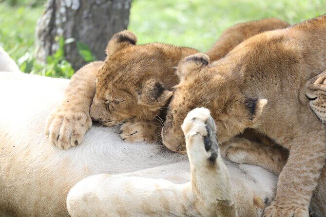 7-Day Group Camping Tarangire/Serengeti/Ngorongoro/lake Manyara - Who should book this safari, and who should pause