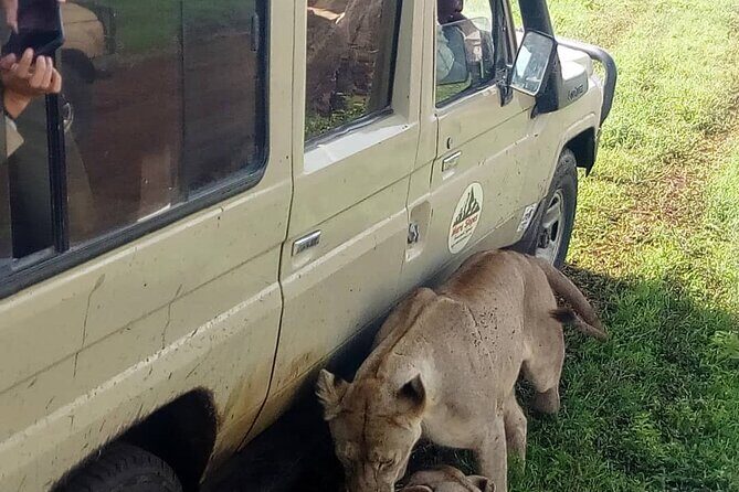 7-Day Group Camping Tarangire/Serengeti/Ngorongoro/lake Manyara - Should you book this 7-day Tarangire–Serengeti–Ngorongoro–Manyara safari?