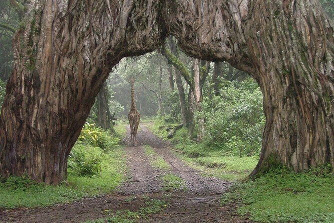 7 Day Joined Safari Serengeti,Ngorongoro,Manyara,Tarangire,Arusha National Park - Value and pricing: what $1,615.70 buys you in real time