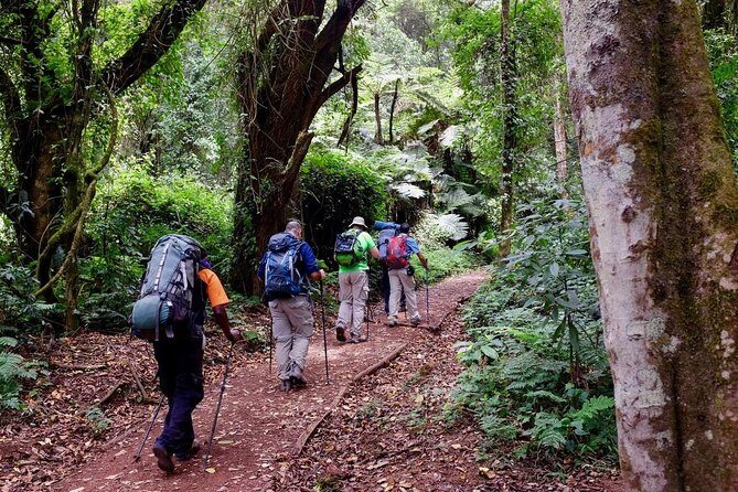7-Day Kilimanjaro Climb–Lemosho R. Scenic Adventure to the summit - Choosing the Lemosho Route: quiet pace, varied terrain, and smarter altitude timing