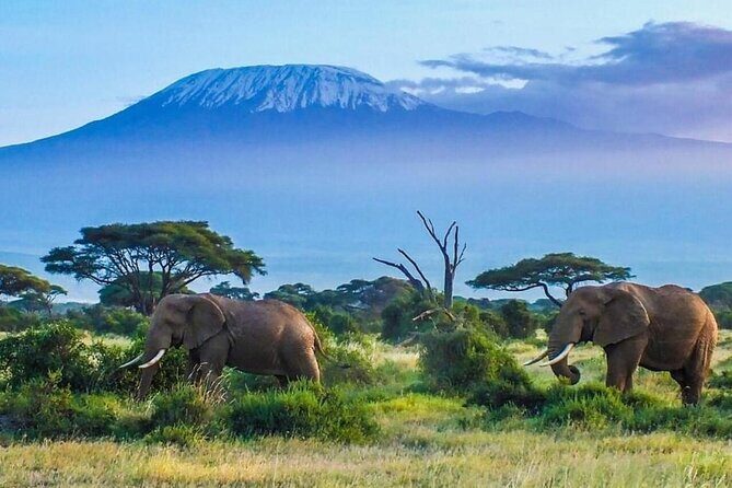 7-Day Kilimanjaro Climb Machame Route - Group size, timing, and the pace you should expect