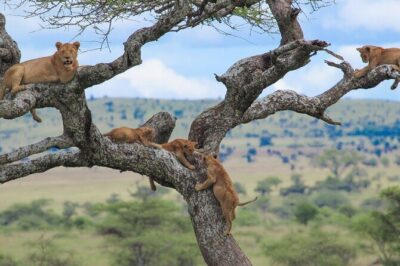 7-Day Kilimanjaro Climb Machame Route - Machame Route in plain terms: why this climb feels smart