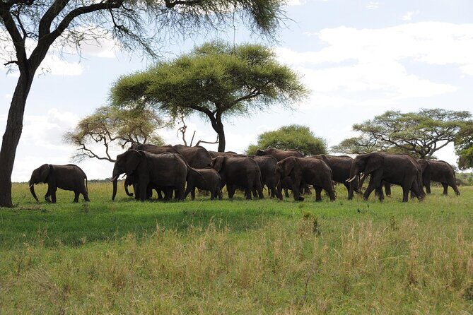 7-Day Kilimanjaro Climb Machame Route - Day 4: Karanga Valley is your short acclimatization day