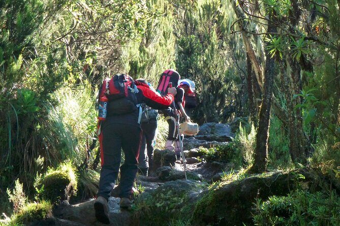 7 Day Kilimanjaro Machame climb - Day Three: Lava Tower at 4,630m and a Descent That Teaches Control
