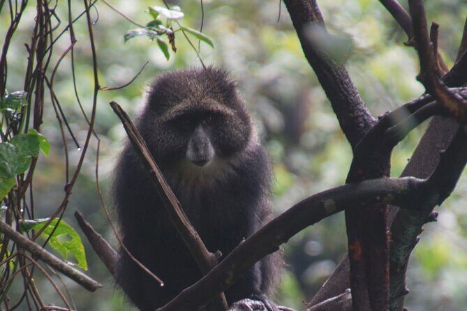 7 Day Kilimanjaro Machame climb - Day Four Barranco Wall: One Scramble, Big Confidence Boost