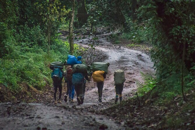7 Day Kilimanjaro Machame climb - Day Seven Down to Mweka Gate: The Relief Walk You Earn