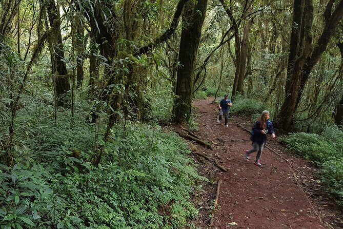 7-Day Mountain Climbing in Machame Route - Who this Machame climb is best for (and who should think twice)