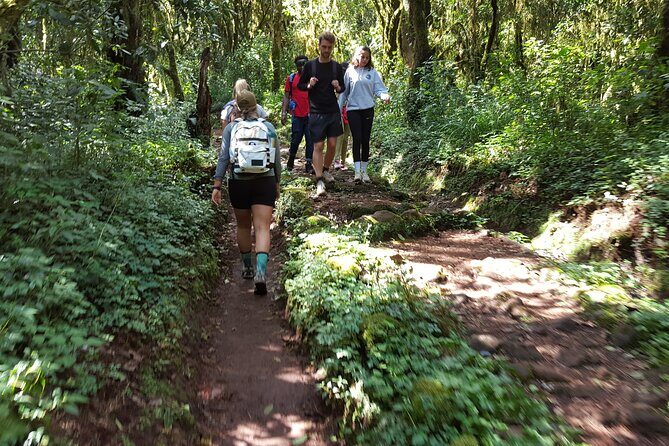 7-Day Mountain Climbing in Machame Route - Your day-by-day plan: what each stage really feels like