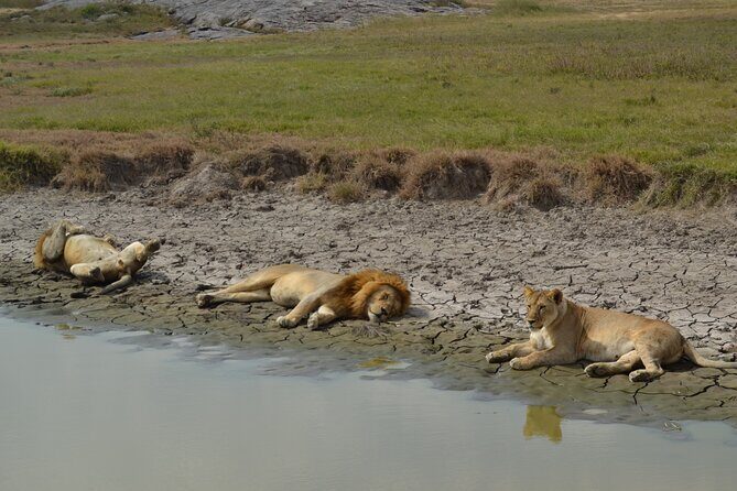 7-Day North Tanzania Classic Safari - Serengeti via Ngorongoro Conservation Area: crater views plus river-country driving