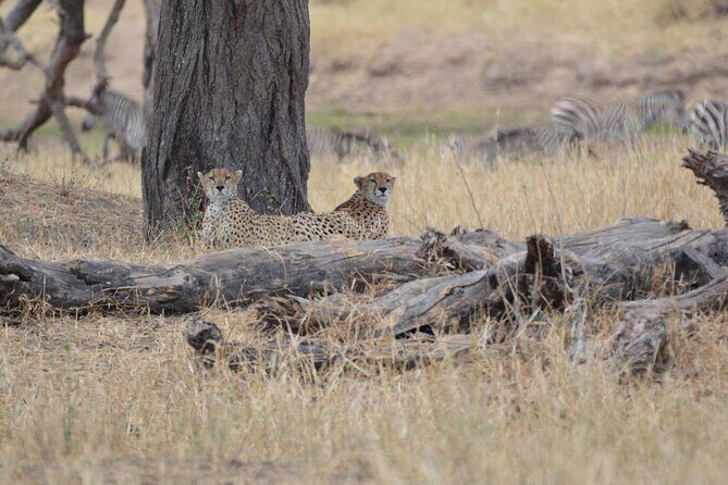7-Day North Tanzania Classic Safari - Ngorongoro Crater day: Olduvai and a Maasai Boma before the descent
