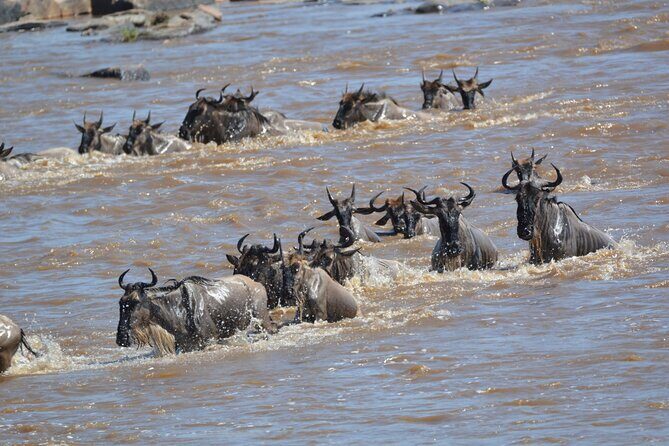7-Day North Tanzania Classic Safari - What the price covers—and why it can still feel like a good deal