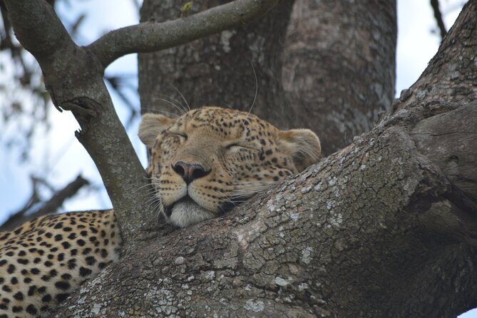 7-Day North Tanzania Classic Safari - Lake Manyara: full-day game drive with flamingoes and possible tree lions