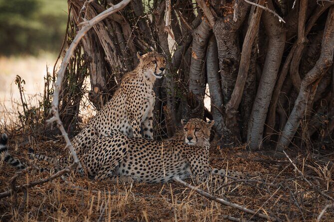 7 Day Safari in Tanzania National Parks - Tarangire: Two Days for Elephants, Birds, and the “Not Just Serengeti” Species