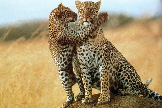 7-Day Safari (Including Serengeti) & Zanzibar Extension - The Transition Day: From Crater Floor to a 4pm Flight